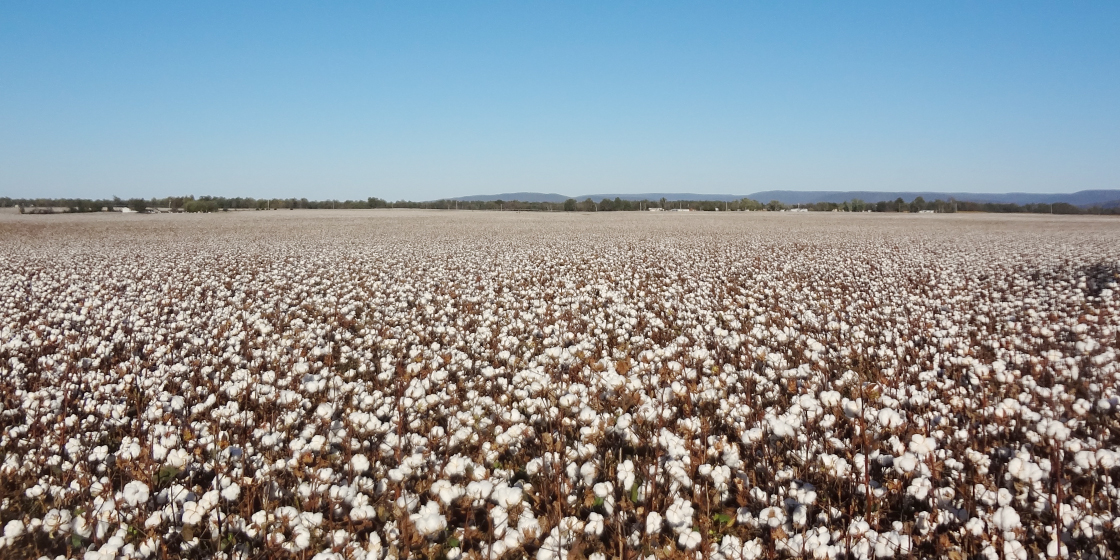 Ohama Cotton Industry